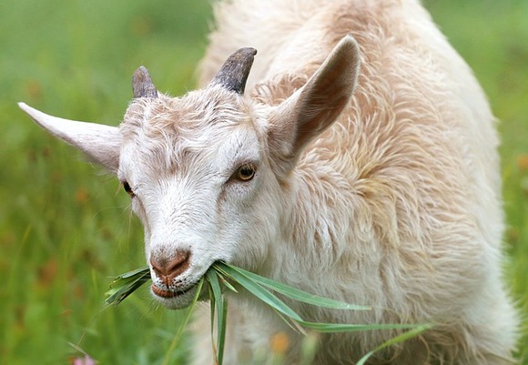 Goat 1596880 640