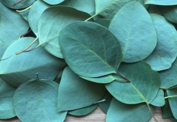 Eucalyptus