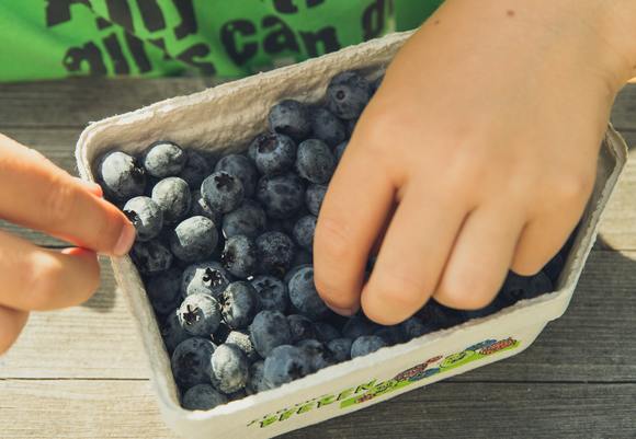 Agriculture blueberry business 175422