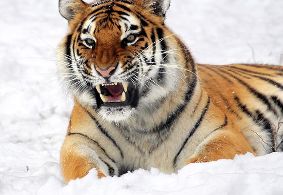 Animal big cat carnivore 40661