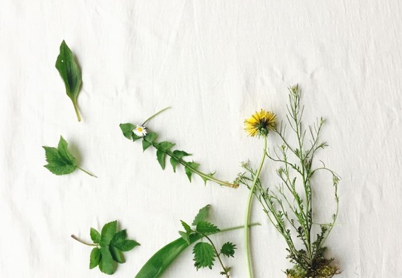 Geneeskrachtig onkruid